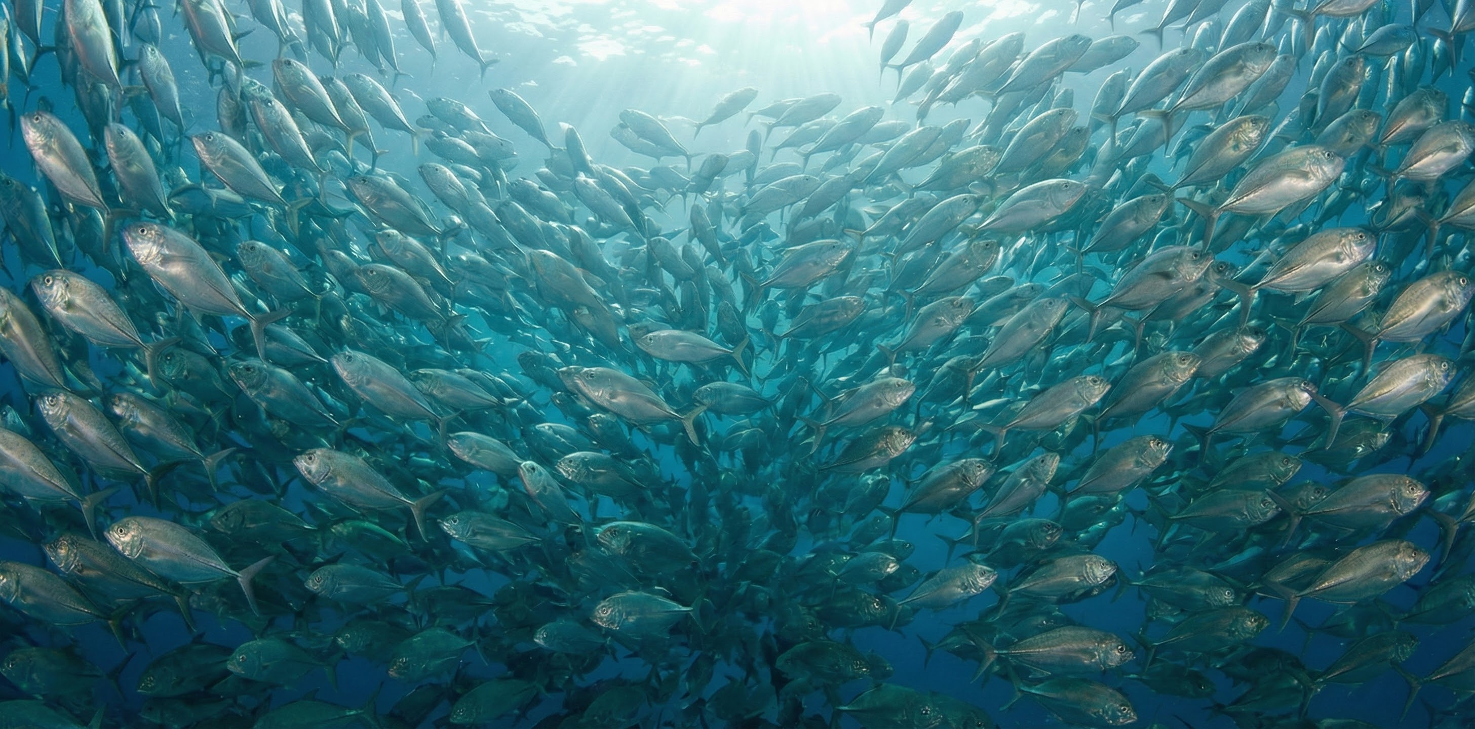 Cabo Pulmo coral reef expedition