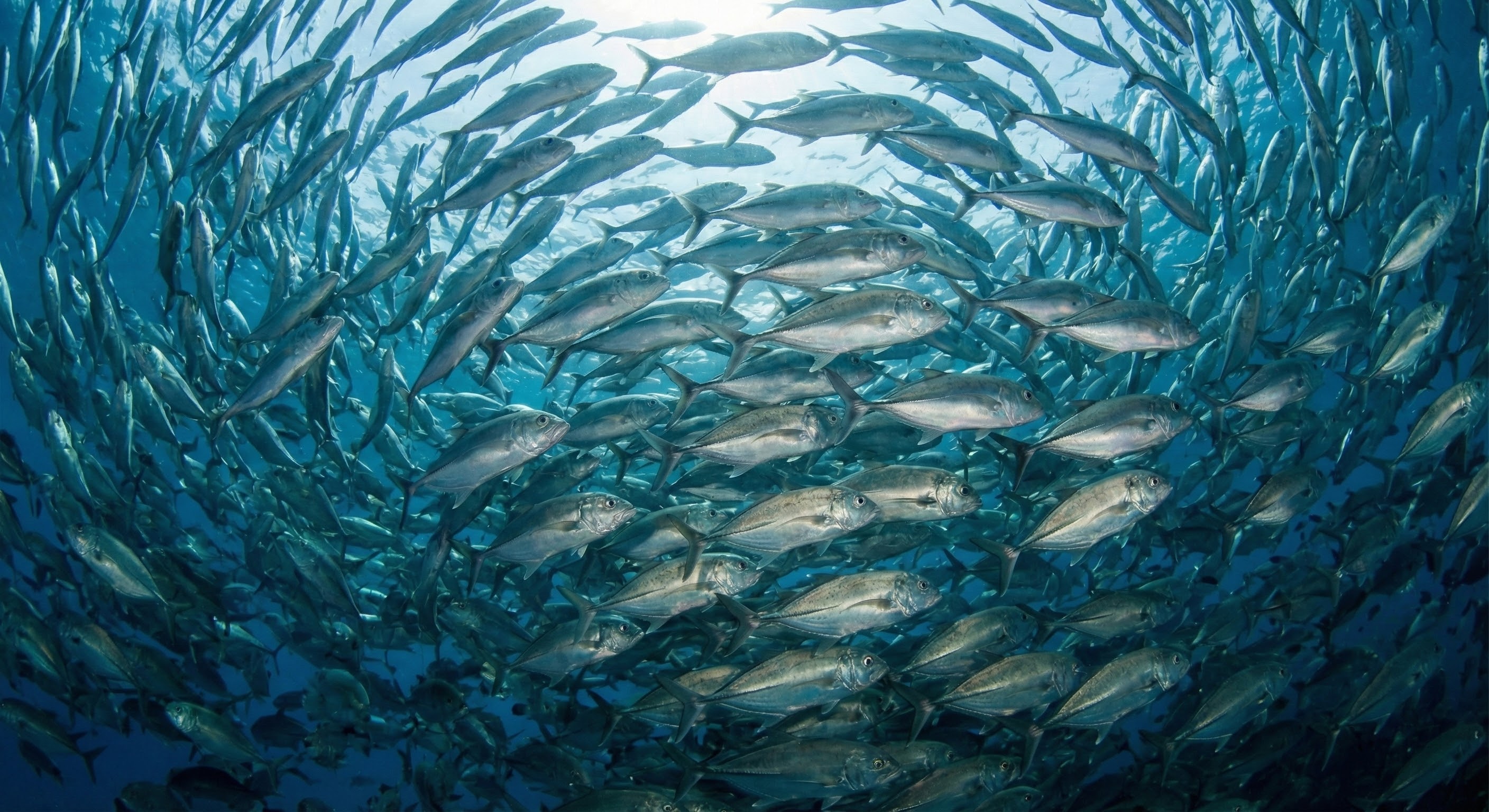 Cabo Pulmo coral reef with school of fish